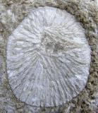Fossil