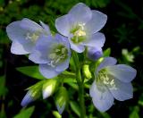 Jacobs Ladder