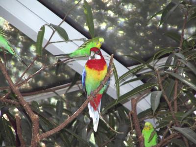 Australian Parrot/Parakeet (Unknown names)
