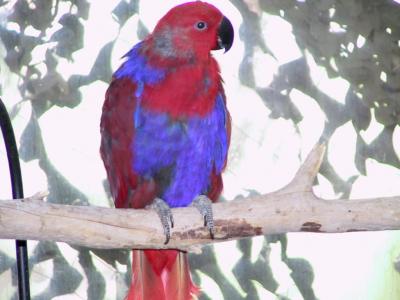 Australian Parrot (unknown type)