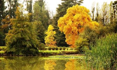 Fall Colors