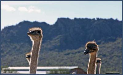 Rooster Cogburn Ostrich Ranch