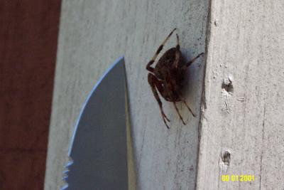 Ugly Spider 01.JPG