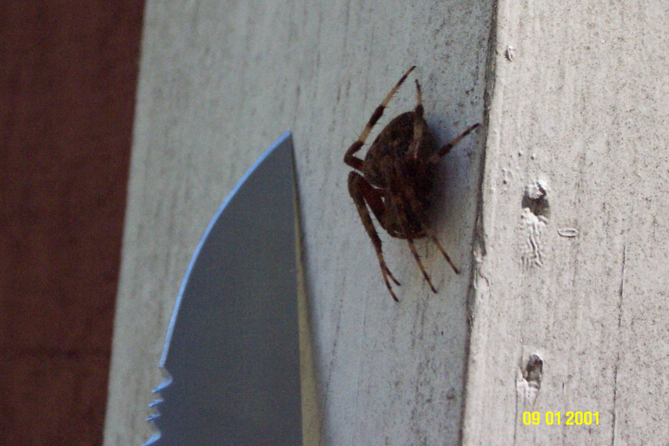 Ugly Spider 01.JPG