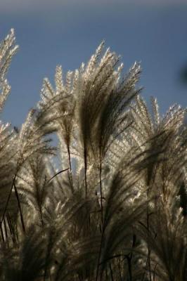 Blanc sur bleu  / White on blue