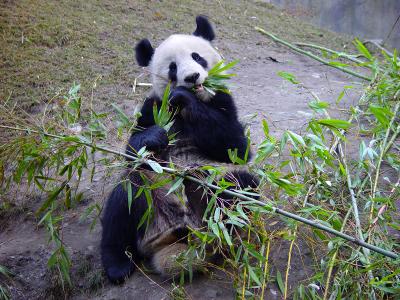 Panda #3
