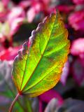 Leaf Turning Red