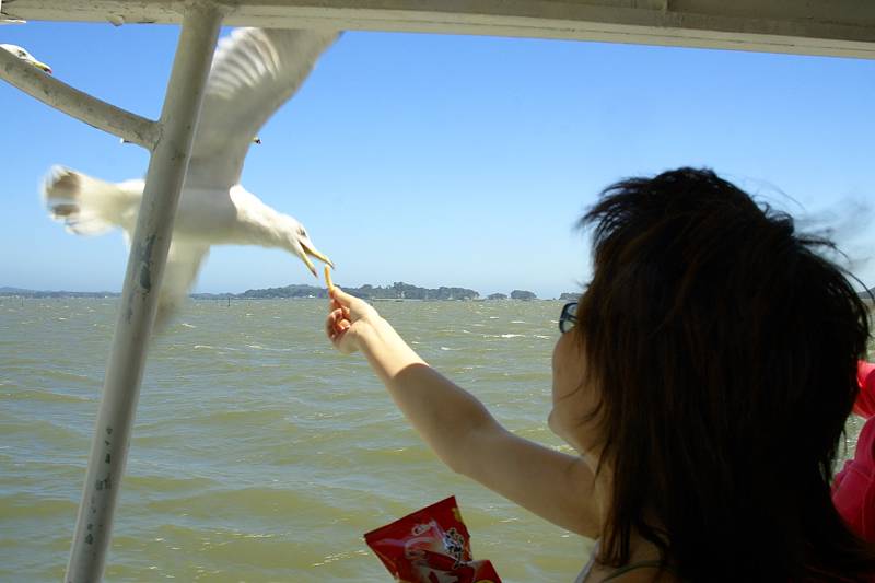 Feeding Seagulls at Matsushima