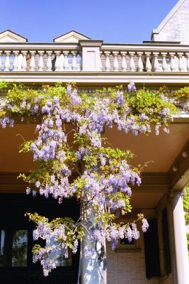 wisteria on Eastman House