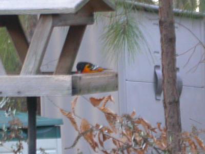 u11/birder63/medium/38029225.image0001.jpg