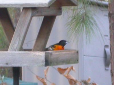 Baltimore Oriole, Hart County, GA 12/28/2004