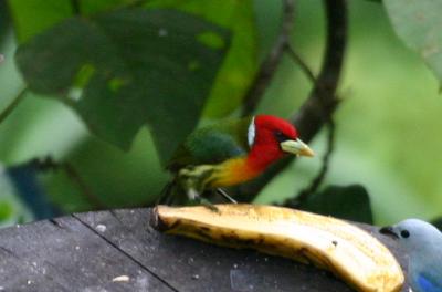 Red-headed Barbet