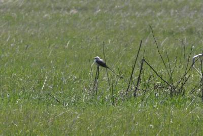 Scissor-tailed Flycatcher