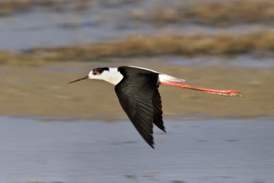 u11/birding1983/medium/42867505.IMG_4725.jpg