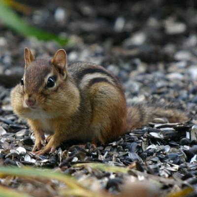 chipmunk_07_crop.jpg