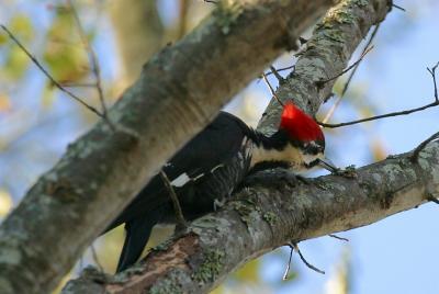 PILEATED WOODPECKER