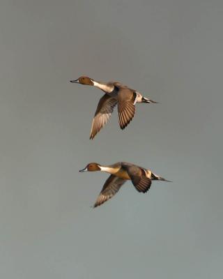 Anahuac National Wildlife Refuge