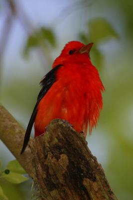Scarlet Tanager II
