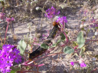 Sippin' on some lavender...after a rainy spring in Anza Borrego