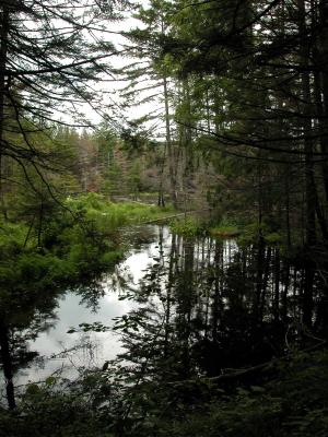 Grout Pond greets us with a lovely preview .... just before it grabbed the sneaker off the photographer.