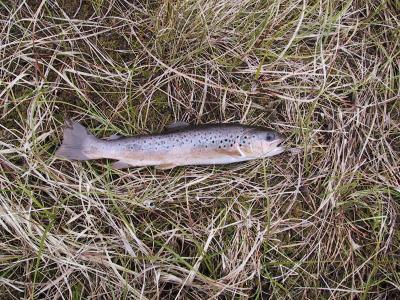 A very thin stocked fish