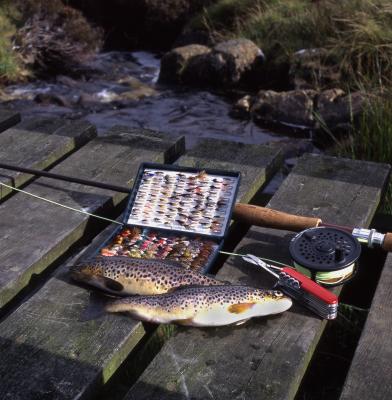 dungonnell fish