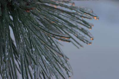 Pine Tree Dec 23 2004