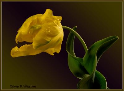 wParrot Tulip6 Frame  Sig.jpg