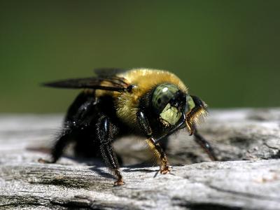 wBumble Bee3.jpg