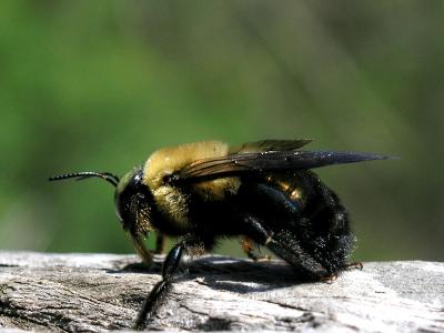 wBumble Bee4.jpg