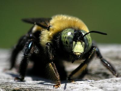 wBumble Bee6.jpg
