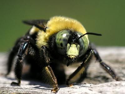 wBumble Bee7.jpg