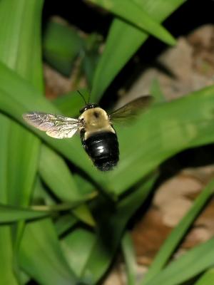 wBumble Bee3a.jpg