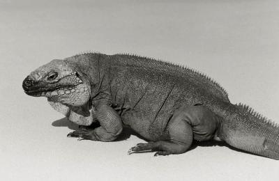u11/bmcelya/medium/38000605.IguanaAllensCay.jpg