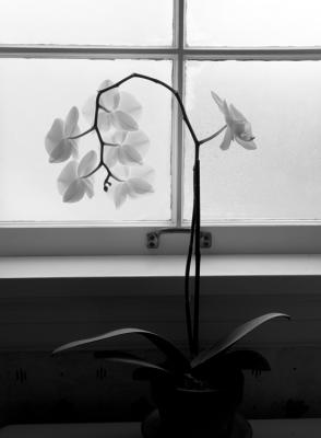 u11/bmcelya/medium/38000698.BathroomOrchid1.jpg