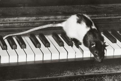 u11/bmcelya/medium/38000721.MozartTheRat.jpg