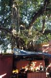 Banyan Tree, Bari Chaupar