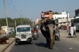 This elephant seems to know where hes going