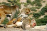 Monkey Temple path, Jaipur