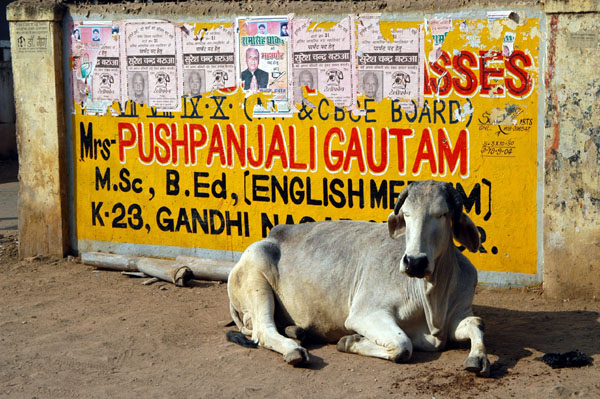 Cow relaxing in Gwalior