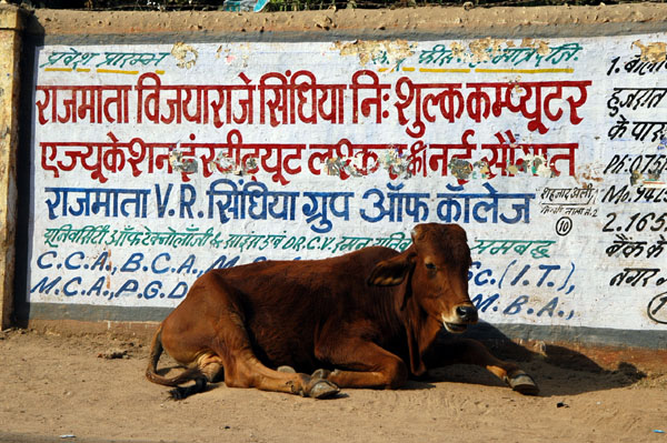 Another Gwalior cow