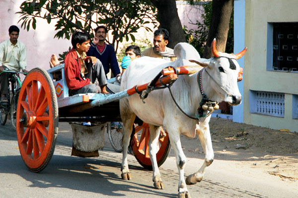 Cart in Gwalior