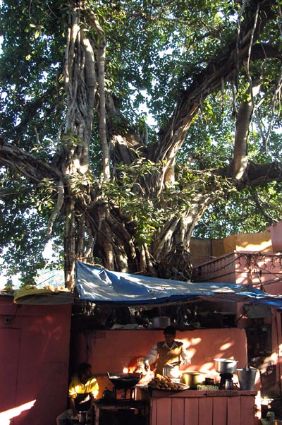 Banyan Tree, Bari Chaupar
