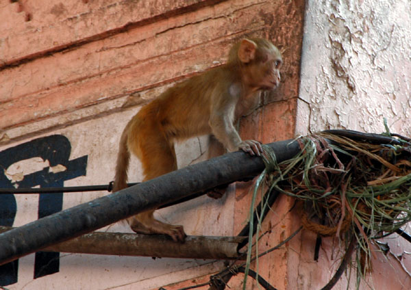 Many little monkeys must get electrocuted every year