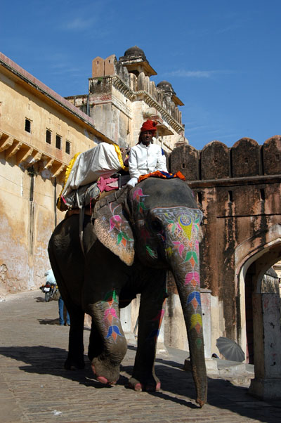 Elephant heading back down from Amber Fort