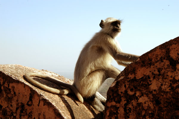 Monkey (black-faced langur), Jaigarh Fort