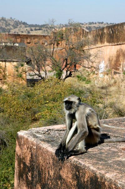 Monkey, Jaigarh Fort