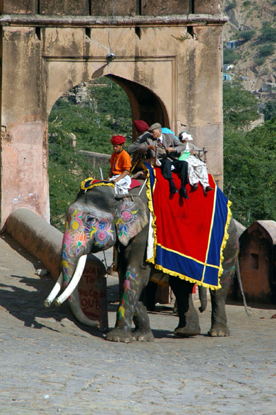 Elephant with tusks, Amber Fort