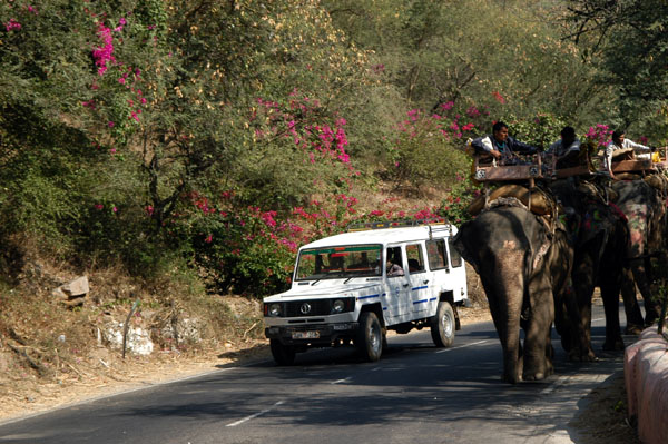 Elephant on the road back to Jaipur