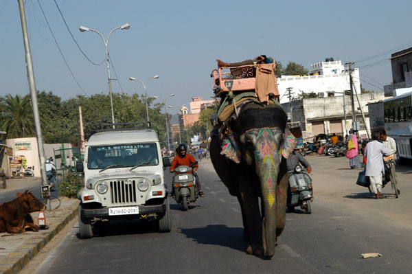 This elephant seems to know where he's going